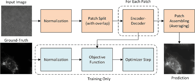 Figure 1 for Patch-Based Encoder-Decoder Architecture for Automatic Transmitted Light to Fluorescence Imaging Transition: Contribution to the LightMyCells Challenge