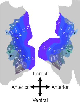 Figure 4 for fMRI-PTE: A Large-scale fMRI Pretrained Transformer Encoder for Multi-Subject Brain Activity Decoding