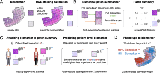 Figure 3 for From Whole-slide Image to Biomarker Prediction: A Protocol for End-to-End Deep Learning in Computational Pathology