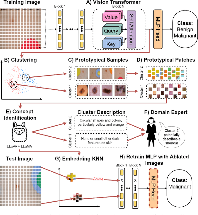 Figure 1 for Efficient Unsupervised Shortcut Learning Detection and Mitigation in Transformers