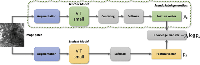 Figure 3 for Enhancing Diagnosis through AI-driven Analysis of Reflectance Confocal Microscopy