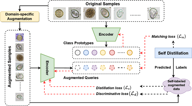 Figure 1 for ProtoKD: Learning from Extremely Scarce Data for Parasite Ova Recognition