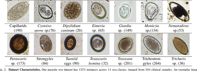 Figure 2 for ProtoKD: Learning from Extremely Scarce Data for Parasite Ova Recognition