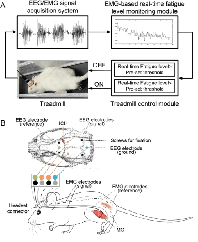 Figure 1 for Poststroke rehabilitative mechanisms in individualized fatigue level-controlled treadmill training -- a Rat Model Study