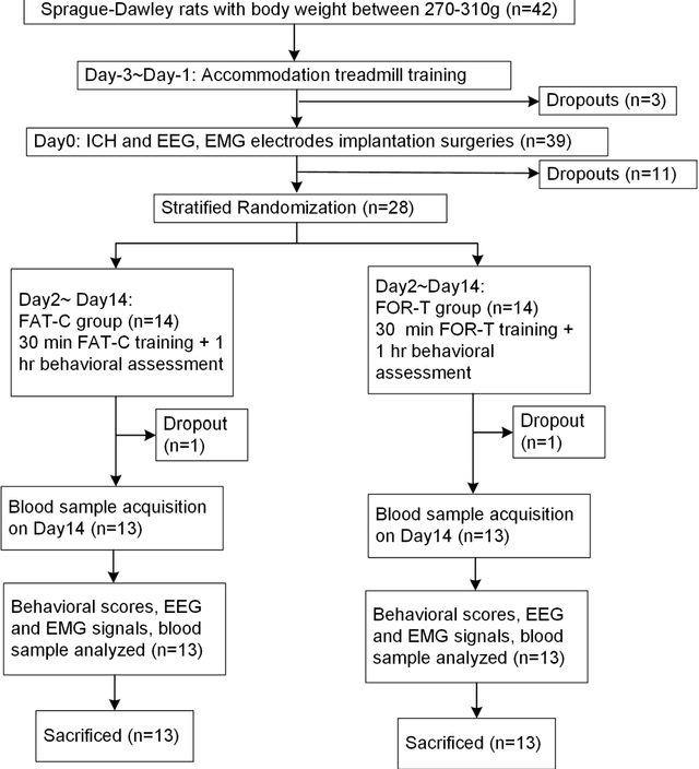 Figure 2 for Poststroke rehabilitative mechanisms in individualized fatigue level-controlled treadmill training -- a Rat Model Study