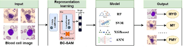 Figure 1 for Towards Cross-Domain Single Blood Cell Image Classification via Large-Scale LoRA-based Segment Anything Model