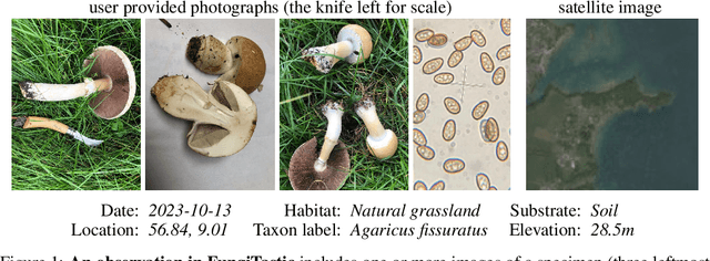 Figure 2 for FungiTastic: A multi-modal dataset and benchmark for image categorization