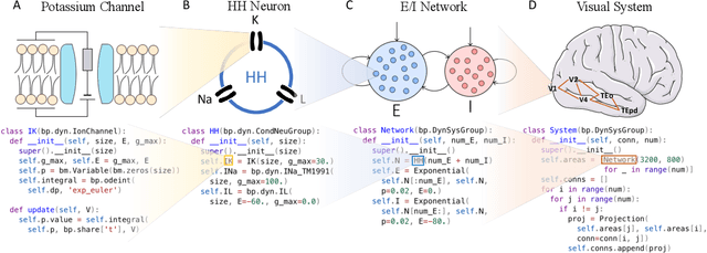 Figure 3 for A differentiable brain simulator bridging brain simulation and brain-inspired computing