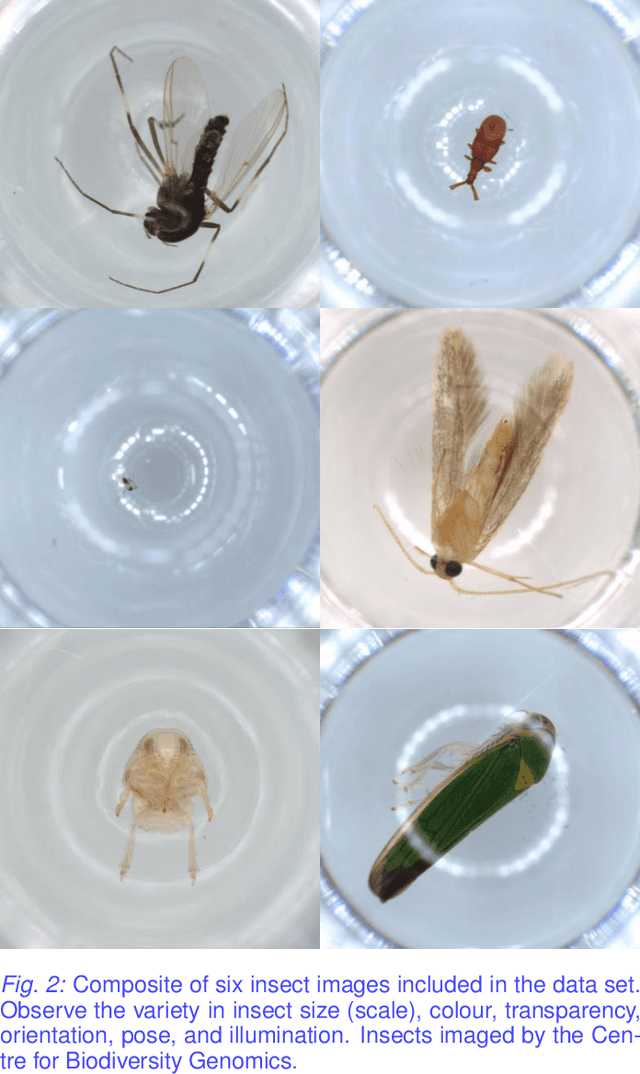 Figure 2 for Machine Learning Challenges of Biological Factors in Insect Image Data