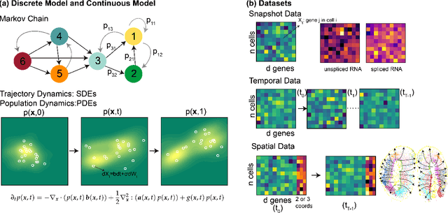 Figure 1 for Integrating Dynamical Systems Modeling with Spatiotemporal scRNA-seq Data Analysis