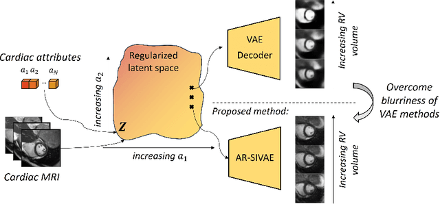 Figure 1 for Interpretable Representation Learning of Cardiac MRI via Attribute Regularization