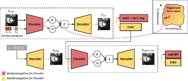 Figure 3 for Interpretable Representation Learning of Cardiac MRI via Attribute Regularization