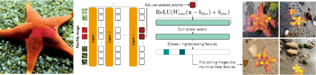 Figure 3 for Sparse Autoencoders for Scientifically Rigorous Interpretation of Vision Models
