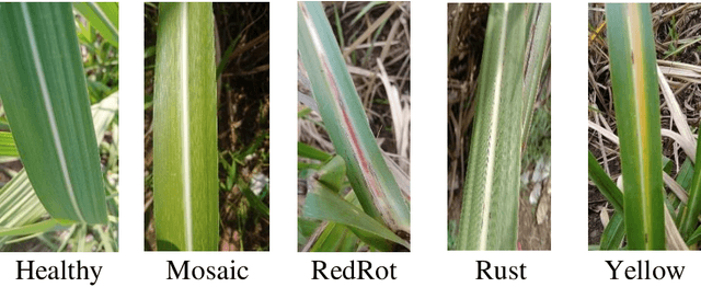 Figure 1 for SugarcaneNet2024: An Optimized Weighted Average Ensemble Approach of LASSO Regularized Pre-trained Models for Sugarcane Disease Classification