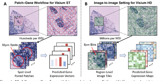 Figure 1 for Img2ST-Net: Efficient High-Resolution Spatial Omics Prediction from Whole Slide Histology Images via Fully Convolutional Image-to-Image Learning
