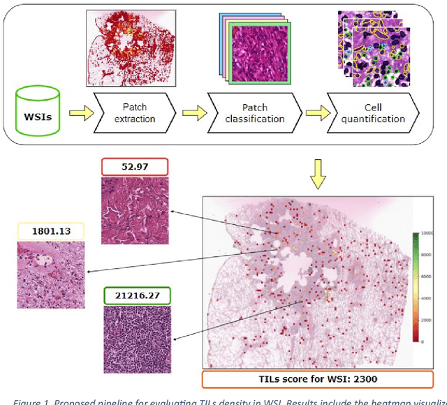 Figure 1 for Fast TILs estimation in lung cancer WSIs based on semi-stochastic patch sampling