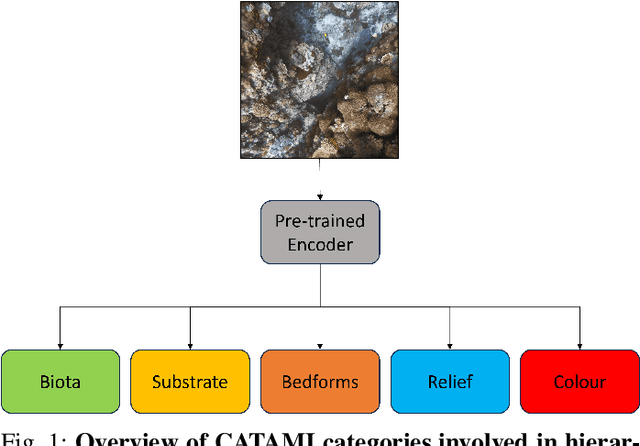 Figure 1 for Hierarchical Multi-Label Classification with Missing Information for Benthic Habitat Imagery