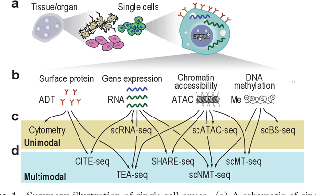 Figure 1 for Interpretable deep learning in single-cell omics