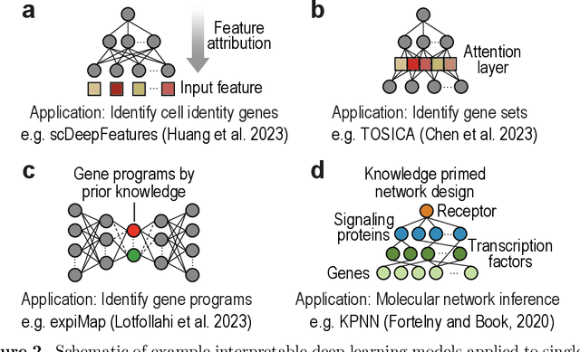 Figure 2 for Interpretable deep learning in single-cell omics