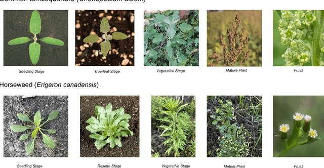 Figure 1 for WeedNet: A Foundation Model-Based Global-to-Local AI Approach for Real-Time Weed Species Identification and Classification