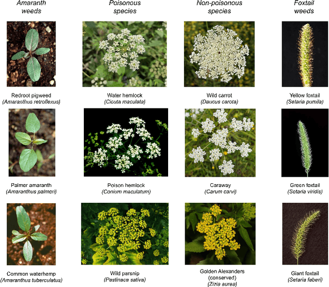 Figure 3 for WeedNet: A Foundation Model-Based Global-to-Local AI Approach for Real-Time Weed Species Identification and Classification