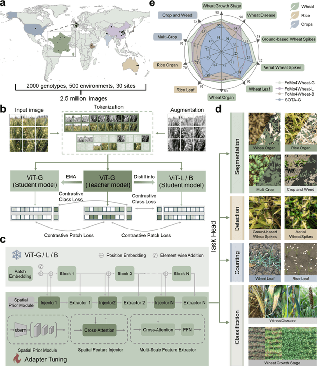 Figure 1 for FoMo4Wheat: Toward reliable crop vision foundation models with globally curated data