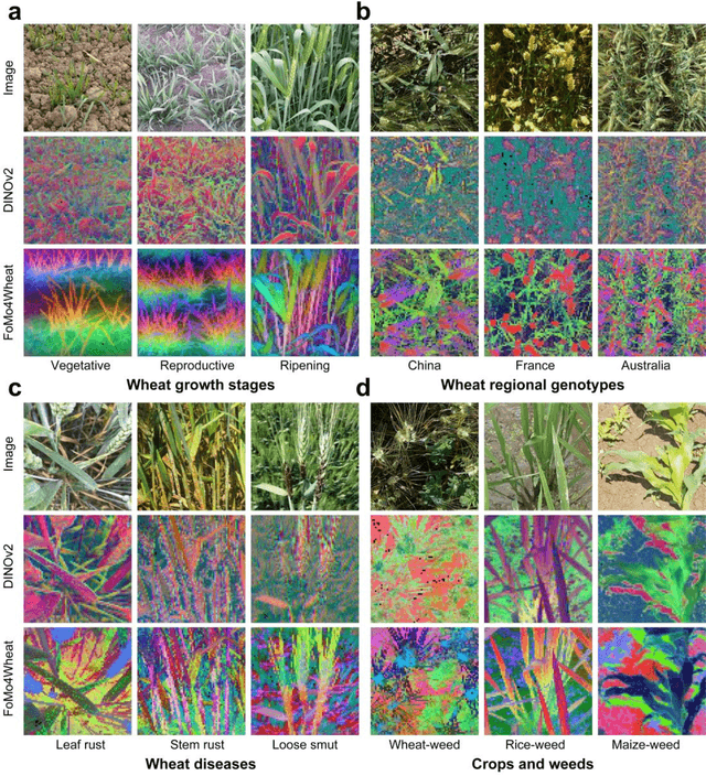 Figure 2 for FoMo4Wheat: Toward reliable crop vision foundation models with globally curated data