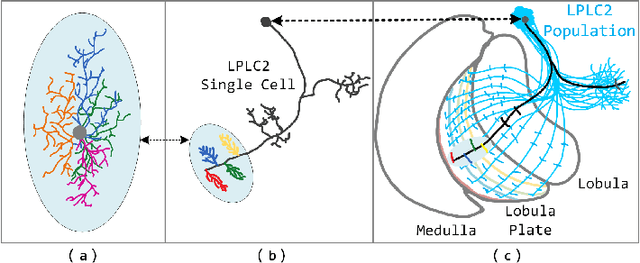 Figure 1 for Attention-Driven LPLC2 Neural Ensemble Model for Multi-Target Looming Detection and Localization