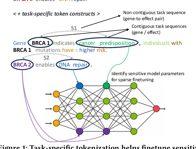 Figure 1 for Classifier Language Models: Unifying Sparse Finetuning and Adaptive Tokenization for Specialized Classification Tasks