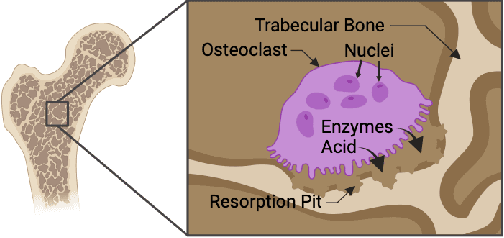 Figure 2 for NOISe: Nuclei-Aware Osteoclast Instance Segmentation for Mouse-to-Human Domain Transfer