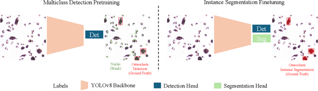 Figure 4 for NOISe: Nuclei-Aware Osteoclast Instance Segmentation for Mouse-to-Human Domain Transfer