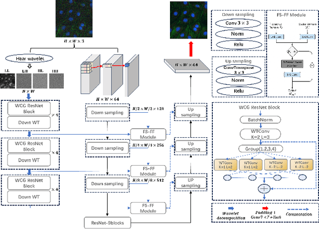 Figure 3 for QWD-GAN: Quality-aware Wavelet-driven GAN for Unsupervised Medical Microscopy Images Denoising
