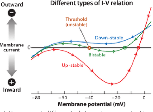 Figure 1 for Perforated Backpropagation: A Neuroscience Inspired Extension to Artificial Neural Networks