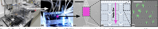Figure 2 for The TYC Dataset for Understanding Instance-Level Semantics and Motions of Cells in Microstructures