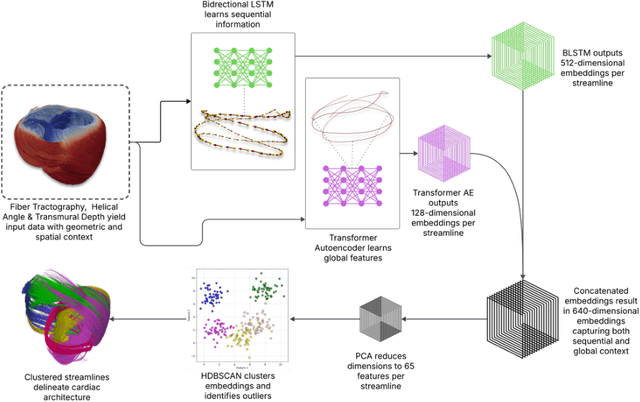 Figure 1 for Deep Representation Learning for Unsupervised Clustering of Myocardial Fiber Trajectories in Cardiac Diffusion Tensor Imaging