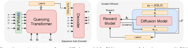 Figure 1 for Latent Diffusion Models for Controllable RNA Sequence Generation