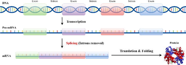 Figure 1 for Horizon-wise Learning Paradigm Promotes Gene Splicing Identification