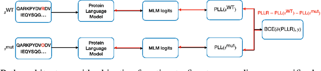 Figure 1 for ProPath: Disease-Specific Protein Language Model for Variant Pathogenicity