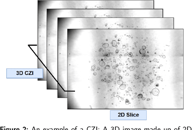 Figure 2 for Self-Supervised Versus Supervised Training for Segmentation of Organoid Images