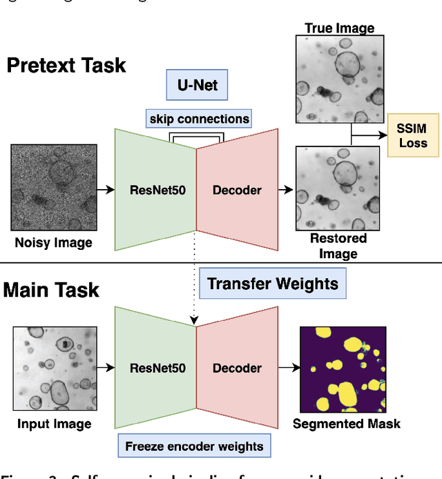Figure 4 for Self-Supervised Versus Supervised Training for Segmentation of Organoid Images