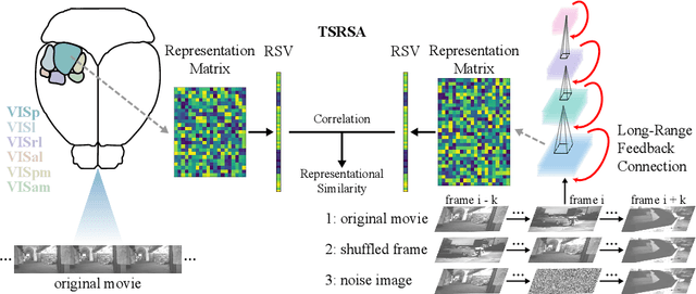 Figure 1 for Deep recurrent spiking neural networks capture both static and dynamic representations of the visual cortex under movie stimuli