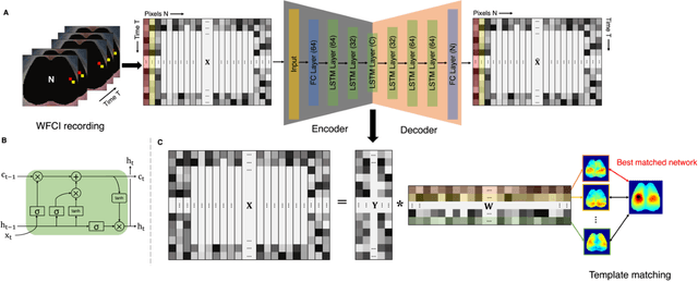 Figure 1 for Identifying Functional Brain Networks of Spatiotemporal Wide-Field Calcium Imaging Data via a Long Short-Term Memory Autoencoder