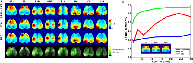 Figure 4 for Identifying Functional Brain Networks of Spatiotemporal Wide-Field Calcium Imaging Data via a Long Short-Term Memory Autoencoder