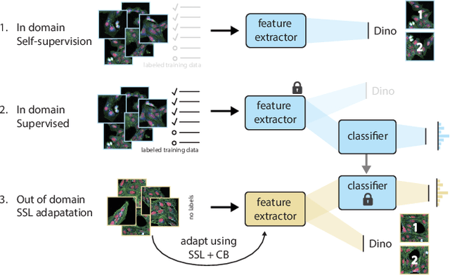 Figure 2 for Bridging Generalization Gaps in High Content Imaging Through Online Self-Supervised Domain Adaptation