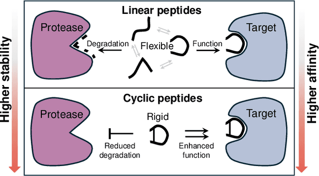 Figure 1 for Designing Cyclic Peptides via Harmonic SDE with Atom-Bond Modeling