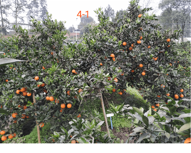 Figure 3 for Yield Evaluation of Citrus Fruits based on the YoloV5 compressed by Knowledge Distillation