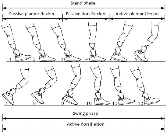 Figure 1 for Integrated and Lightweight Design of Electro-hydraulic Ankle Prosthesis