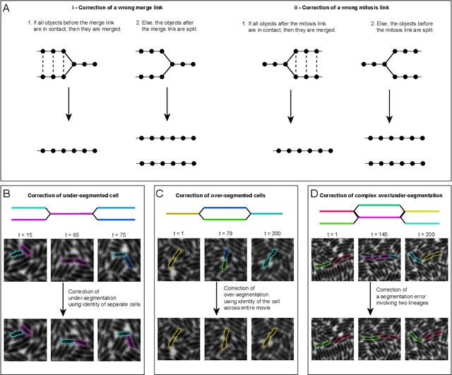 Figure 3 for DistNet2D: Leveraging long-range temporal information for efficient segmentation and tracking
