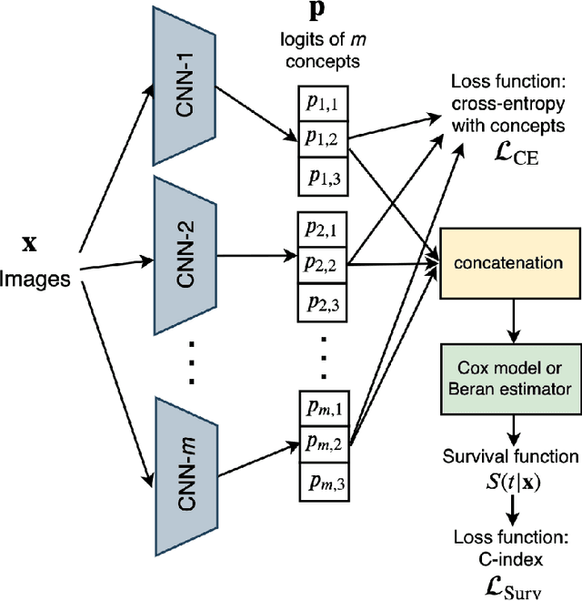 Figure 1 for Survival Concept-Based Learning Models