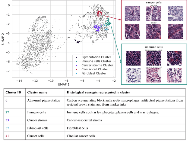 Figure 2 for Interpretability analysis on a pathology foundation model reveals biologically relevant embeddings across modalities